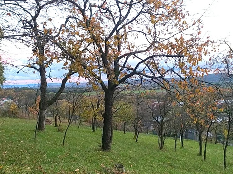 Prodej zahrady 3 492 m² - foto 1