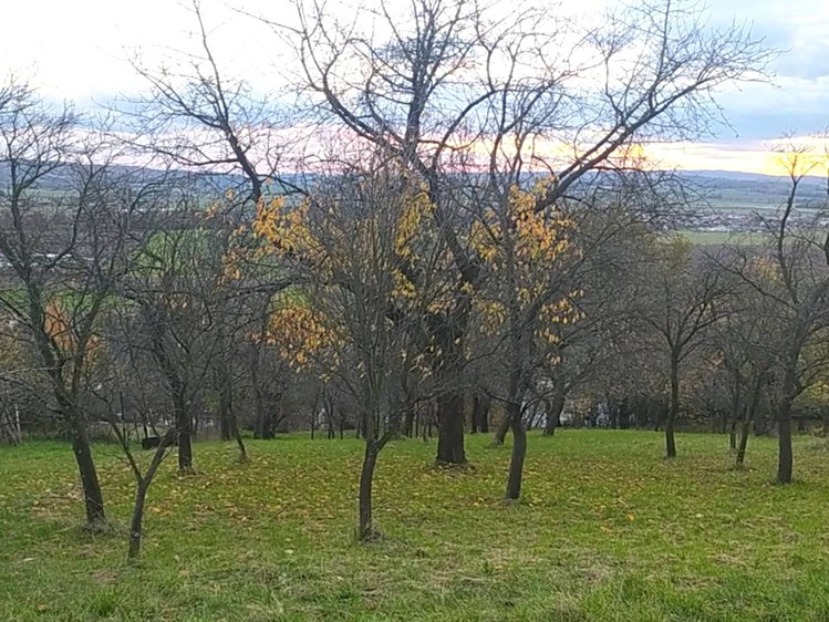 Prodej zahrady 3 492 m² - foto 6