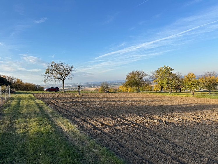 Prodej  sadu, vinice 2 677 m² - foto 5