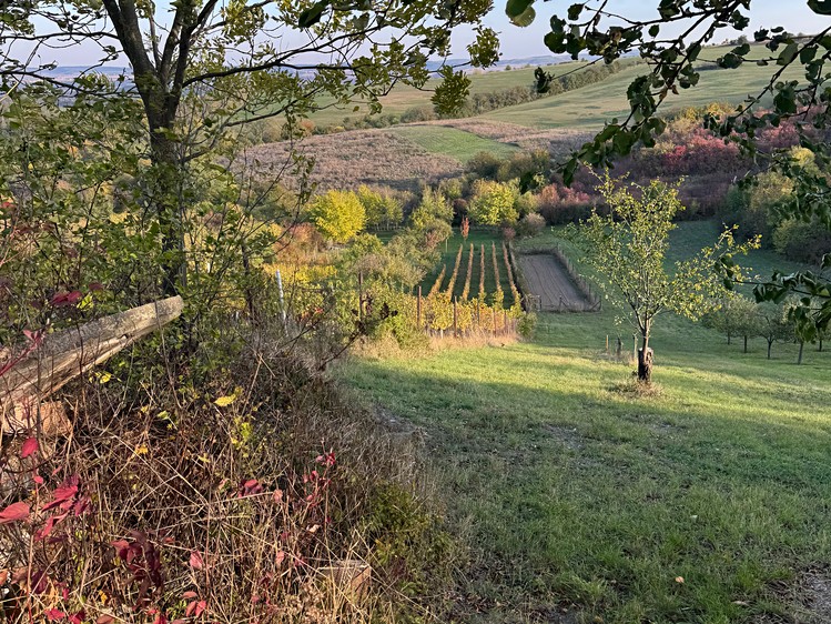 Prodej  sadu, vinice 2 677 m² - foto 6