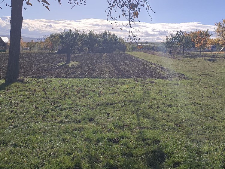 Prodej  sadu, vinice 2 677 m² - foto 8