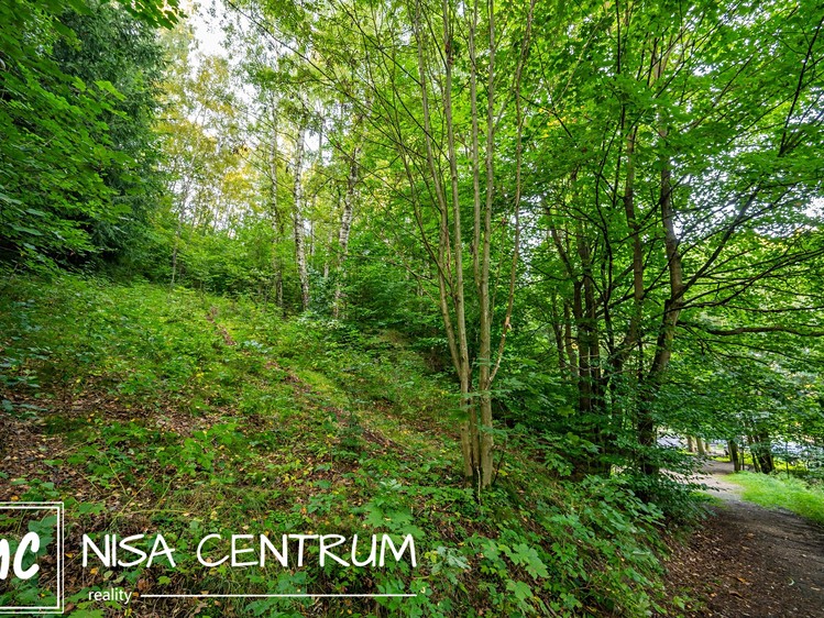 Prodej lesa 5 031 m² - foto 4
