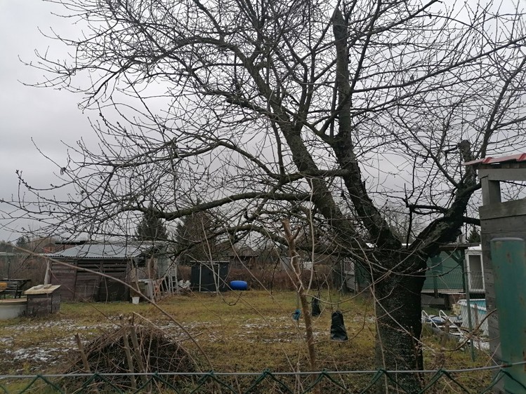 Pronájem zahrady 450 m² - foto 2