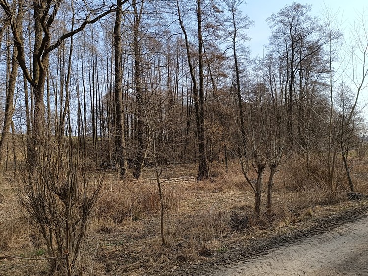 Pronájem louky 5 000 m² - foto 7