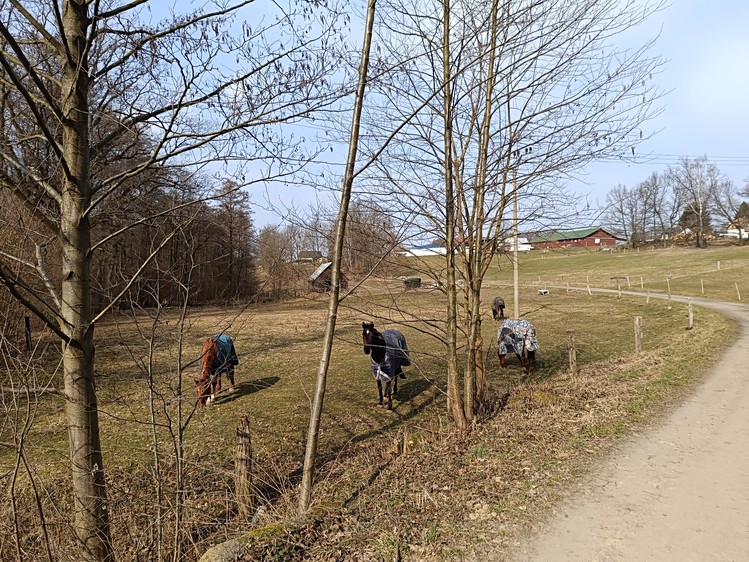 Pronájem louky 5 000 m² - foto 8