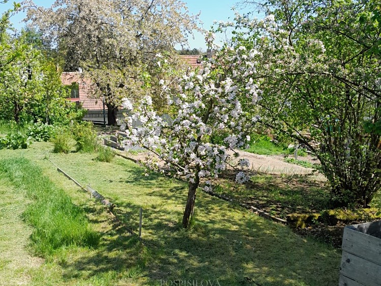 Pronájem zahrady 376 m² - foto 6