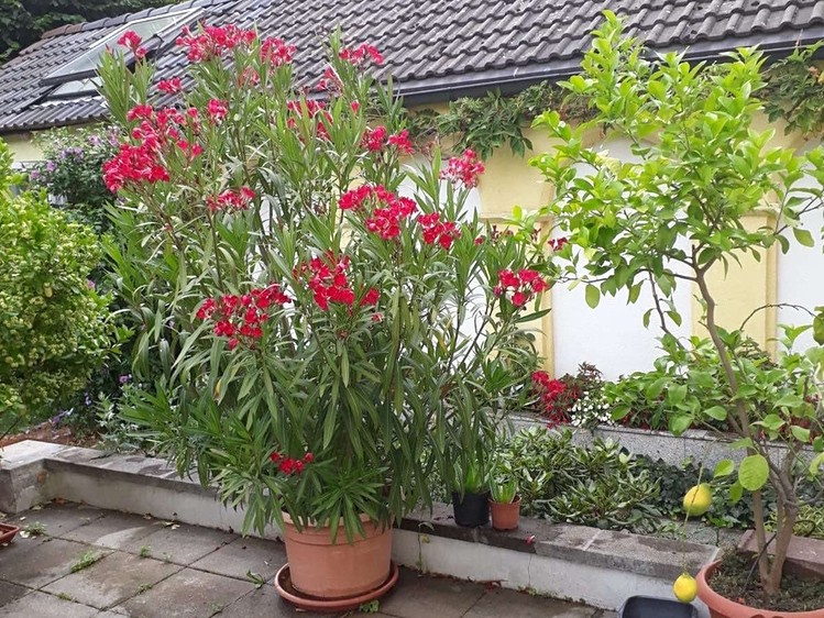 Prodej rodinného domu 343 m², pozemek 590 m² - foto 5