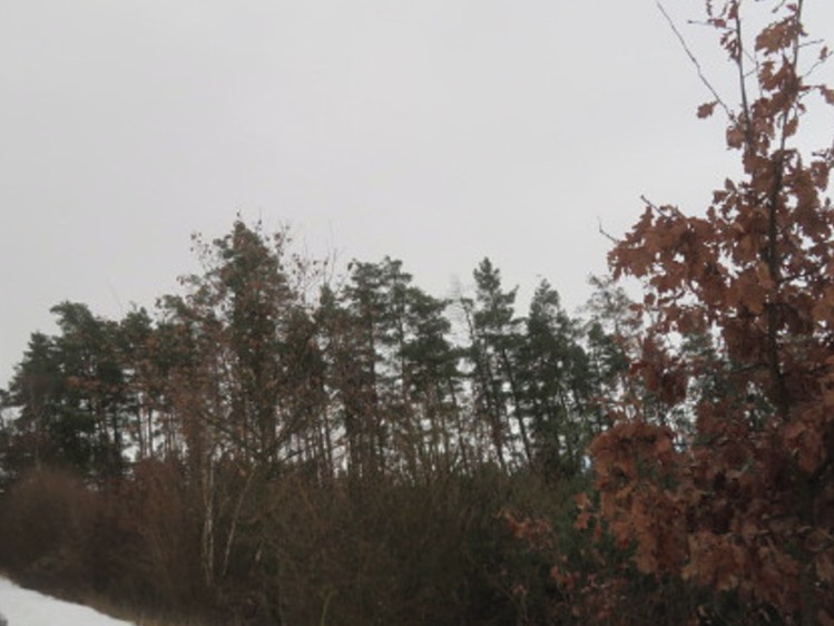 Dražba rodinného domu 300 m², pozemek 16 204 m² - foto 3