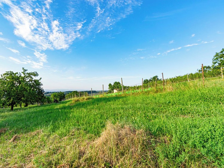 Prodej sadu, vinice 1 878 m² - foto 4