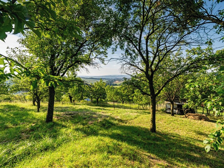 Prodej sadu, vinice 1 878 m² - foto 1