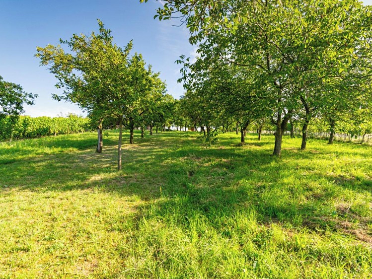 Prodej sadu, vinice 1 878 m² - foto 5