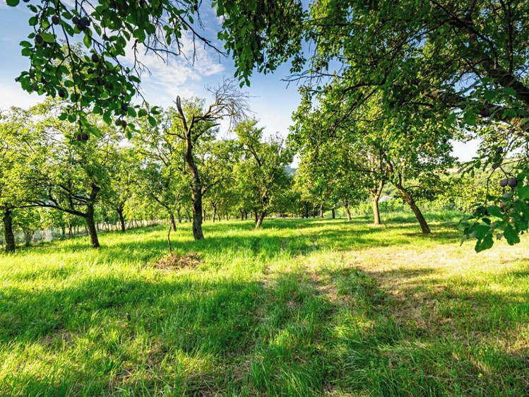 Prodej sadu, vinice 1 878 m² - foto 8