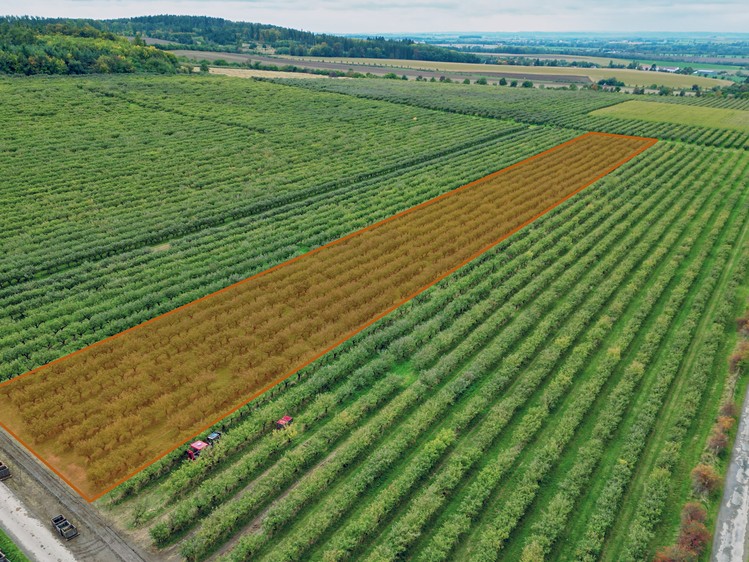 Prodej sadu, vinice 13 966 m² - foto 3