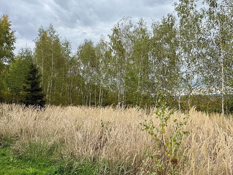 Prodej stavebního pozemku 1 376 m² - foto 5