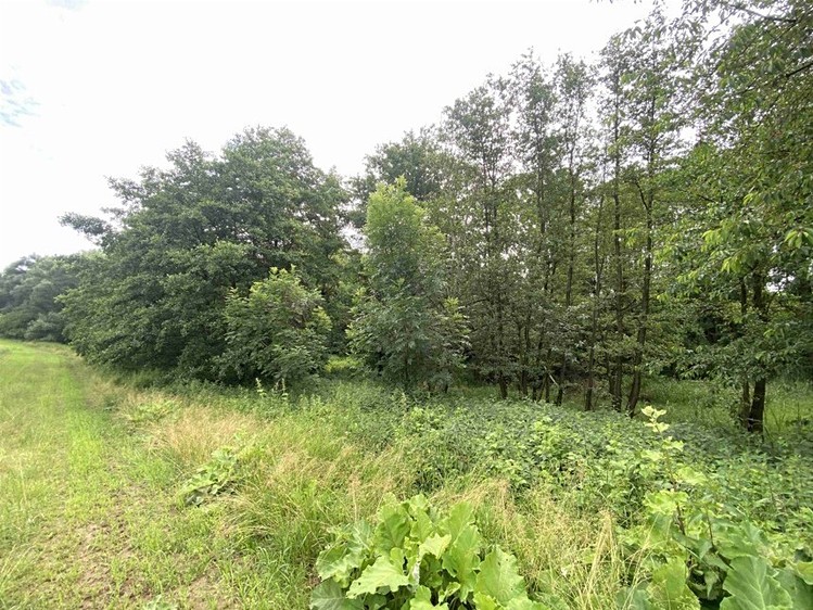Dražba pozemku 2 368 m² - foto 1