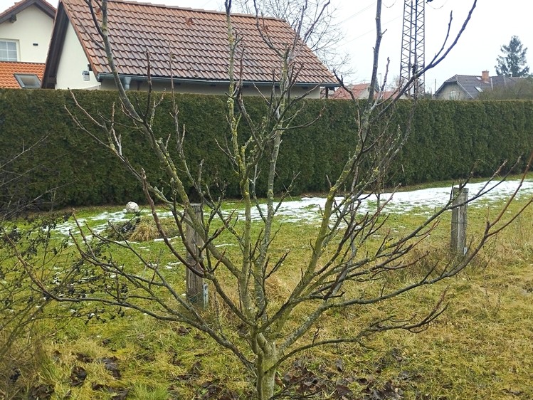 Prodej  zahrady 578 m² - foto 5