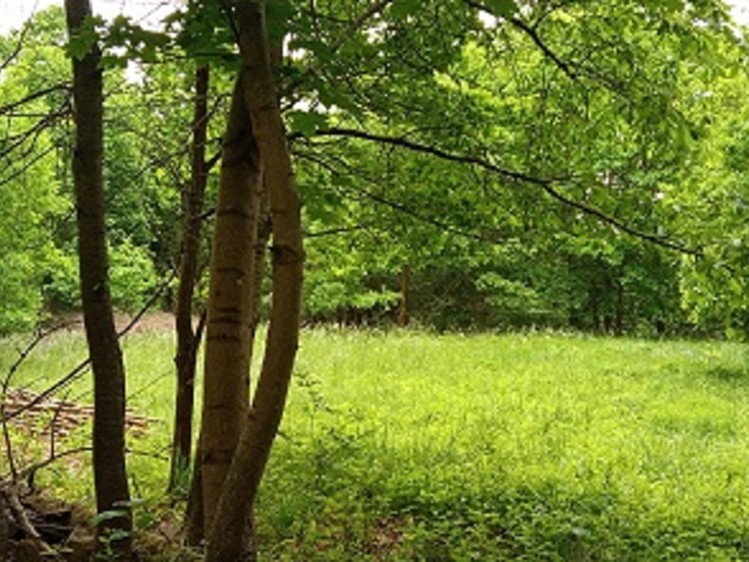 Prodej stavebního pozemku 4 000 m² - foto 6