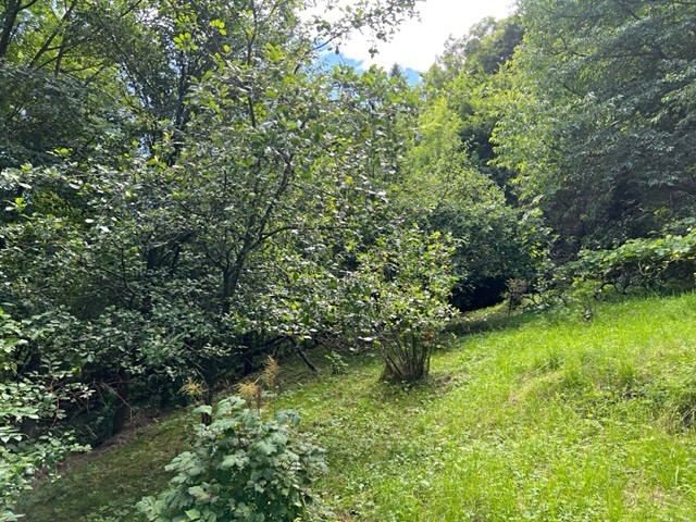 Pronájem zahrady 770 m² - foto 5