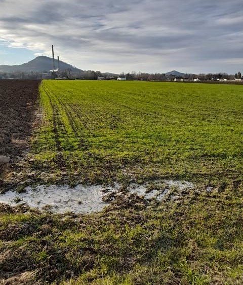 Pronájem zahrady 700 m² - foto 2