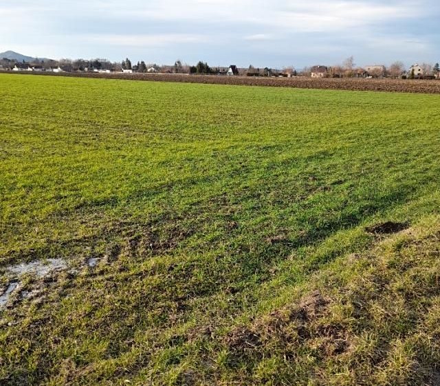 Pronájem zahrady 700 m² - foto 1