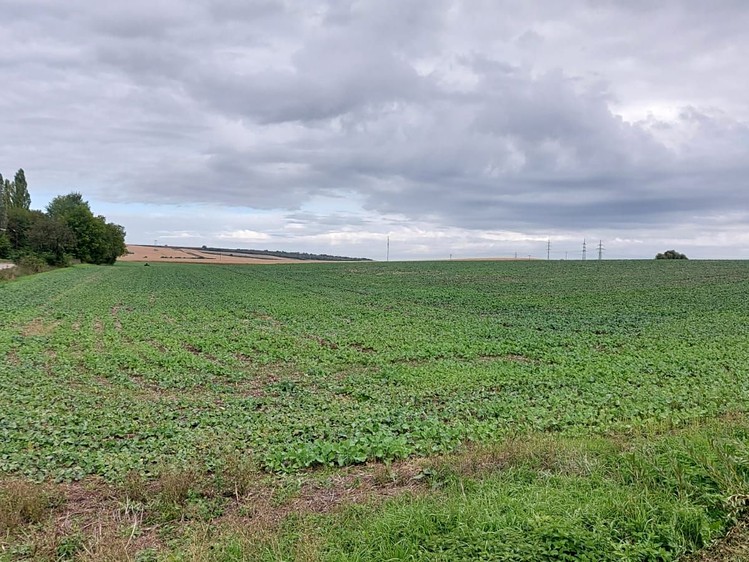Prodej komerčního pozemku 25 000 m² - foto 4