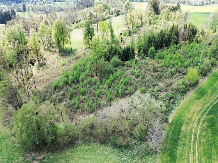 Prodej lesa 18 833 m² - foto 5