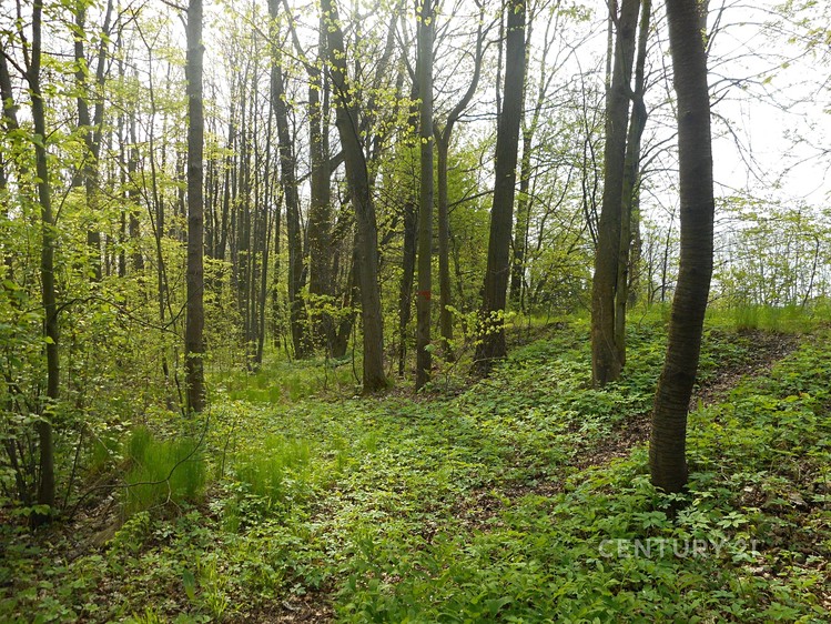 Prodej lesa 14 492 m² - foto 1
