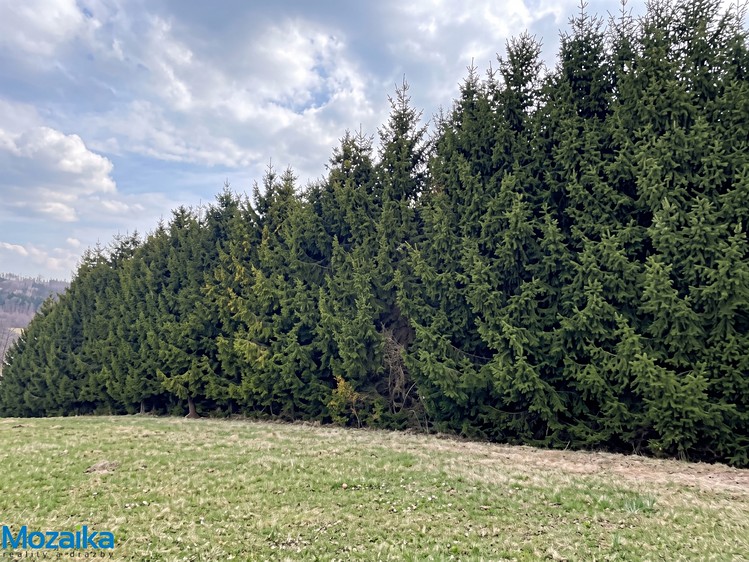 Prodej lesa 51 563 m² - foto 1