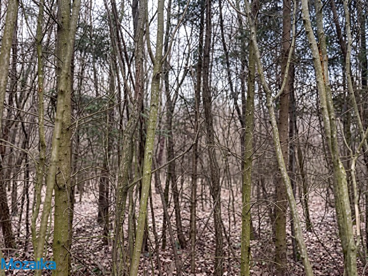Prodej lesa 51 563 m² - foto 2