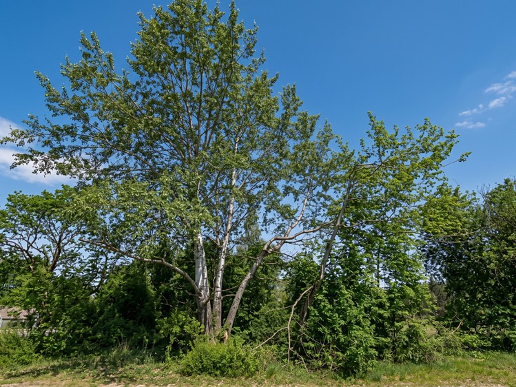 Prodej  stavebního pozemku 924 m² - foto 5