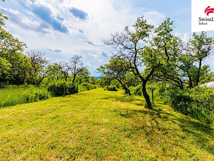 Prodej  sadu, vinice 3 876 m² - foto 8