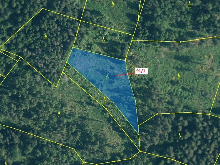 Dražba lesa 3 251 m² - foto 2