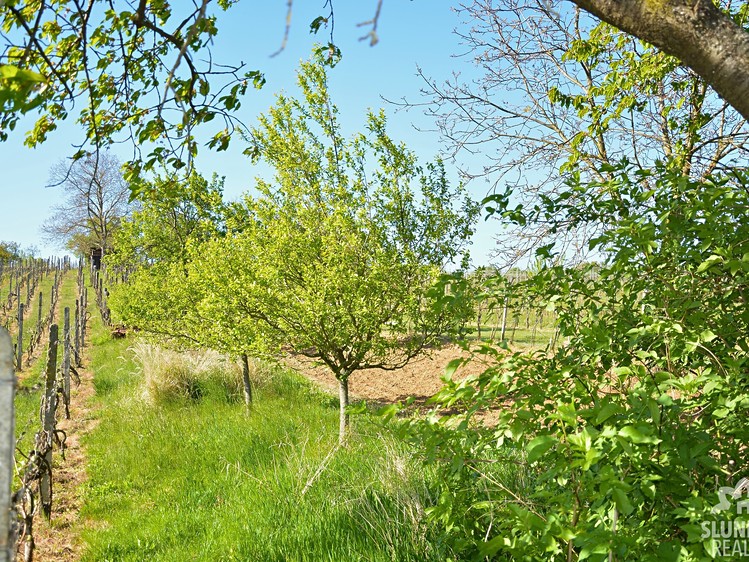 Pronájem sadu, vinice 1 159 m² - foto 3