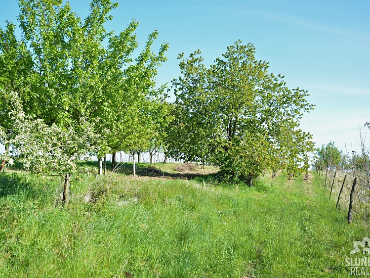 Pronájem sadu, vinice 1 159 m² - foto 6