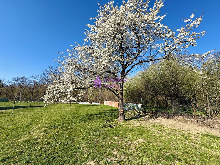 Pronájem zahrady 1 636 m² - foto 1