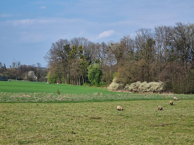 Pronájem pole 850 m² - foto 4