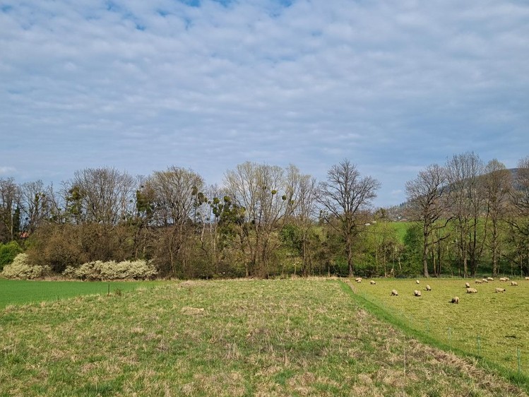 Pronájem pole 850 m² - foto 1