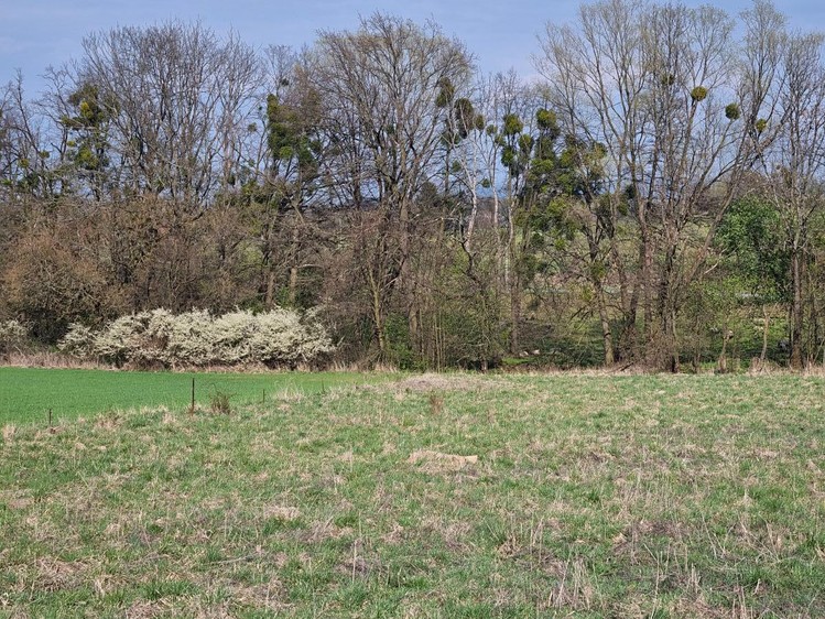 Pronájem pole 850 m² - foto 5