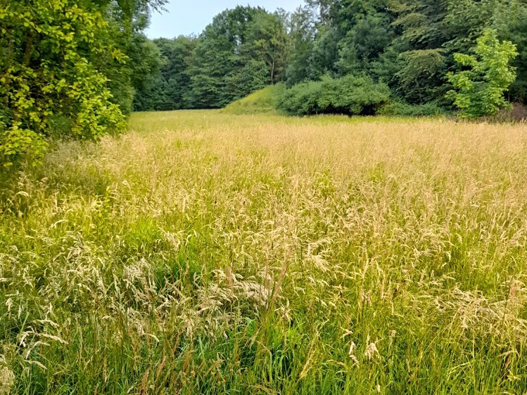 Pronájem pole 510 m² - foto 3