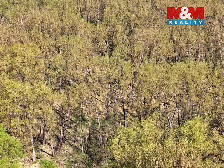 Prodej podílu 1/2  lesa 70 048 m² - foto 4
