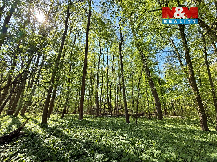 Prodej podílu 1/2  lesa 70 048 m² - foto 6