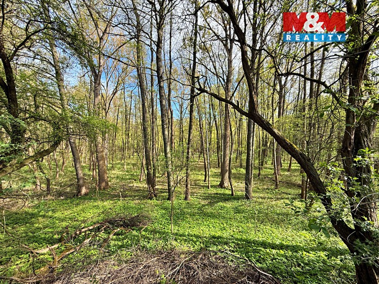 Prodej podílu 1/2  lesa 70 048 m² - foto 5