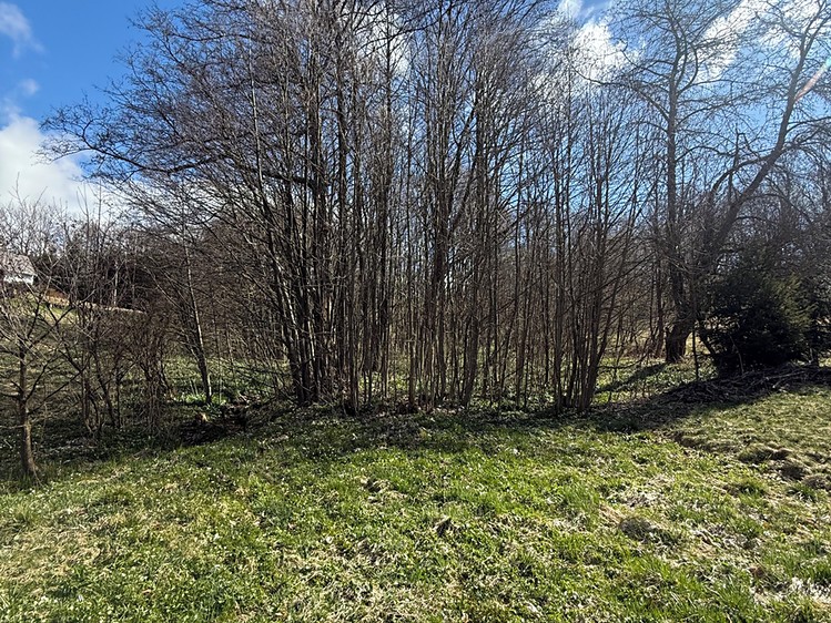Prodej lesa 1 892 m² - foto 5