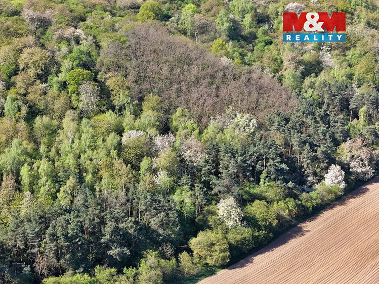 Prodej lesa 5 857 m² - foto 4