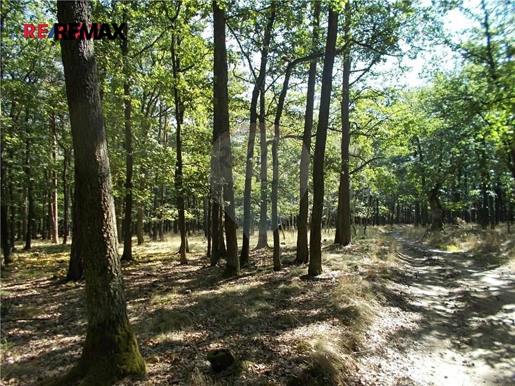 Prodej lesa 15 368 m² - foto 4