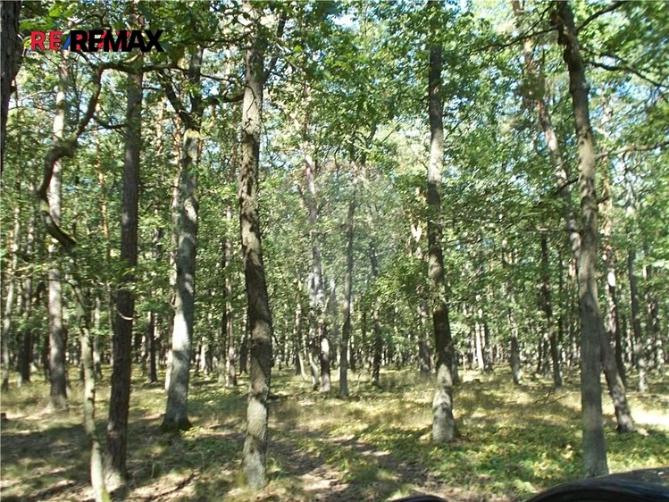Prodej lesa 15 368 m² - foto 2