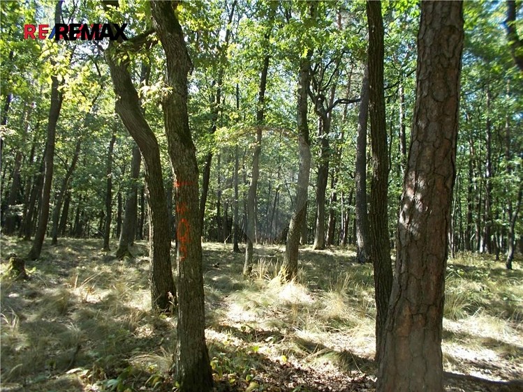 Prodej lesa 15 368 m² - foto 3