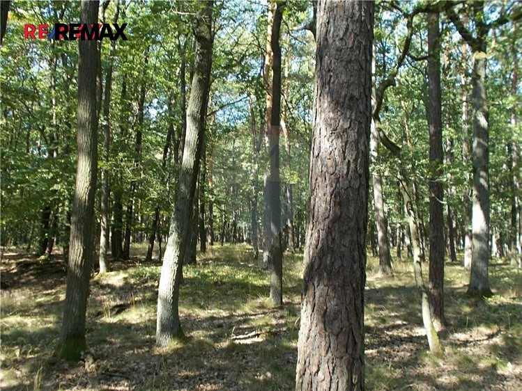 Prodej lesa 15 368 m² - foto 5