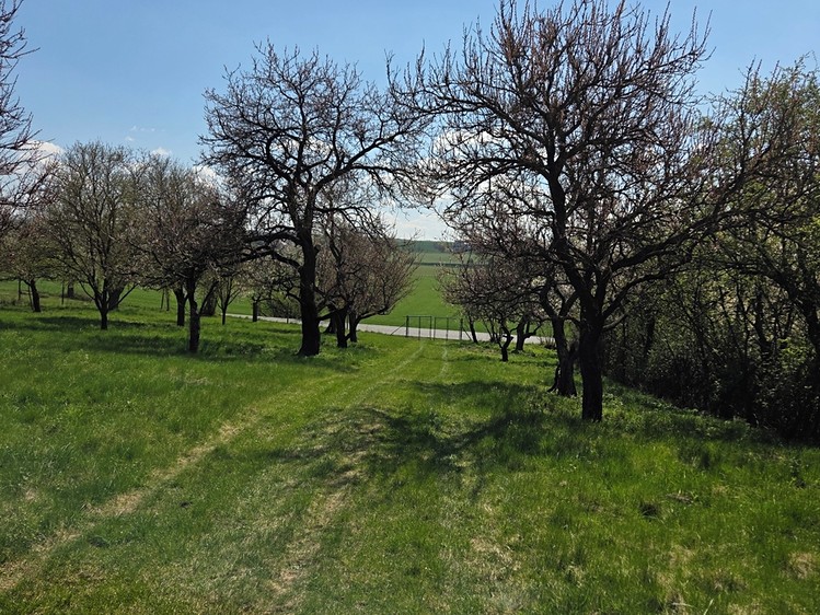 Prodej zahrady 4 967 m² - foto 4
