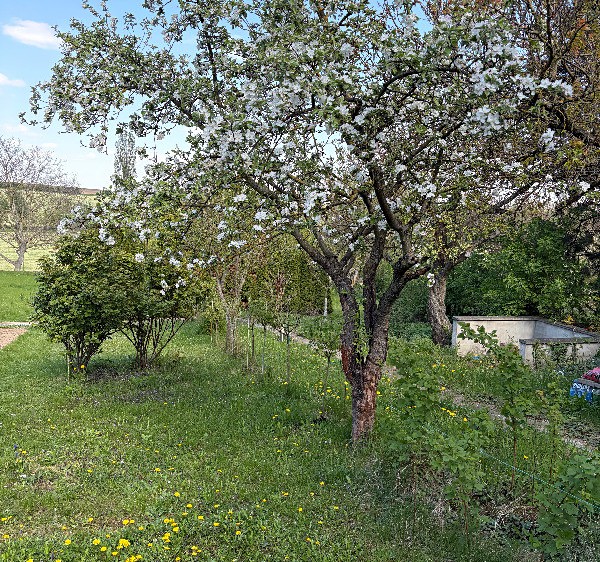 Prodej zahrady 936 m² - foto 8